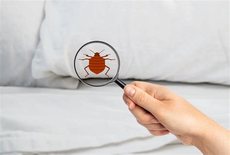 How To Prevent Bringing Bed Bugs Home Metro Vancouver Pest Control