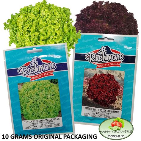 Lollo Bionda Evelyn, Lollo Rossa Red Cosmic Lettuce Seeds by Rushmore ...