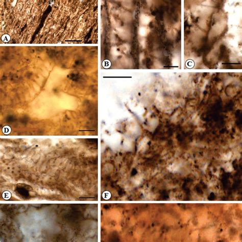 A Field Photograph Of The Alternating Carbonate And Shale Bands In