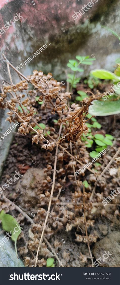 Tulsi Tree Inflorescence Dried Beautiful Stock Photo 1725520588