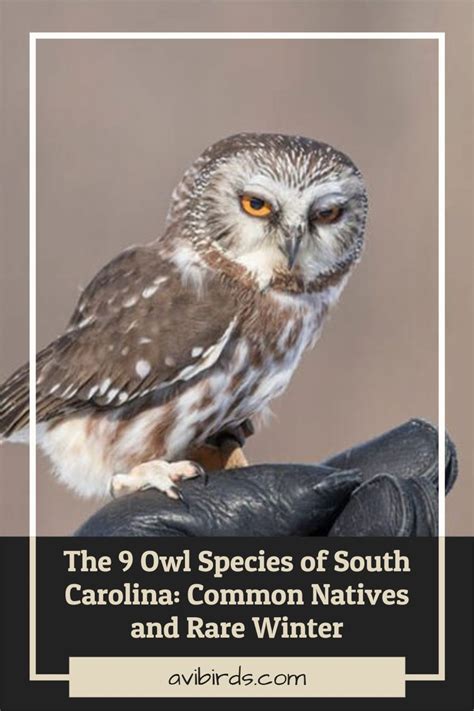 The 9 Owl Species Of South Carolina Common Natives And Rare Winter