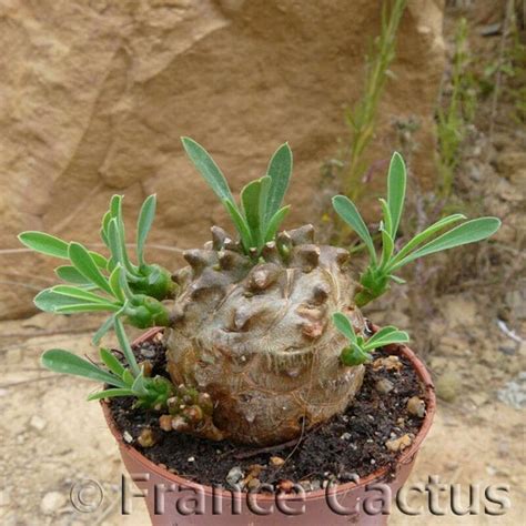 Euphorbia Japonica