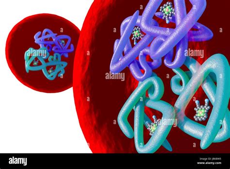 Red Blood Cell Structure Illustration Haemoglobin Molecule Inside A