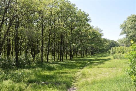 Steppe trees foliage stock image. Image of forest, horizon - 117980227