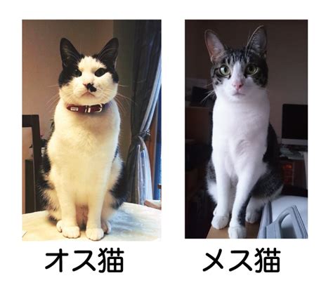 【最も人気があります】 猫 オス メス