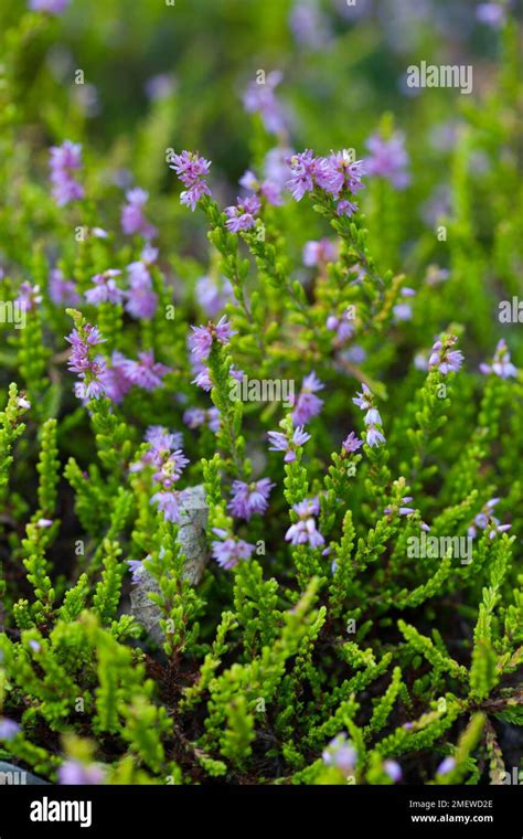 Calluna Vulgaris Hammondii Aureifolia Stock Photo Alamy