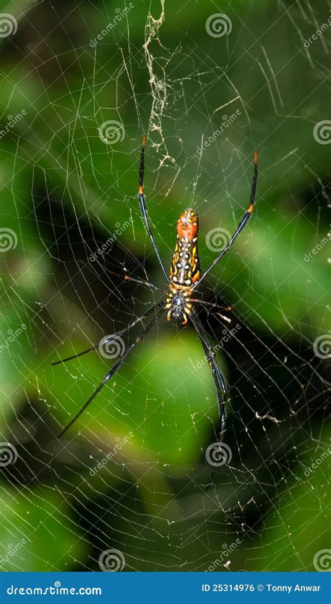 Giant Banana Spider stock photo. Image of silk, giant - 25314976