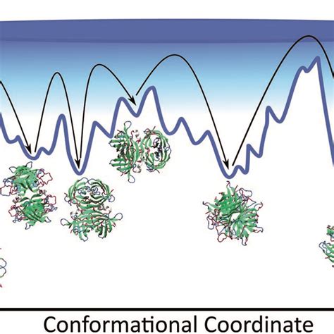 Schematic Of The Conformational Space Avidin Can Explore Showing The