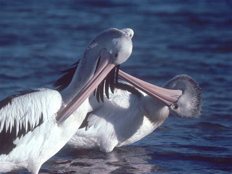 Australian Pelican - The Australian Museum