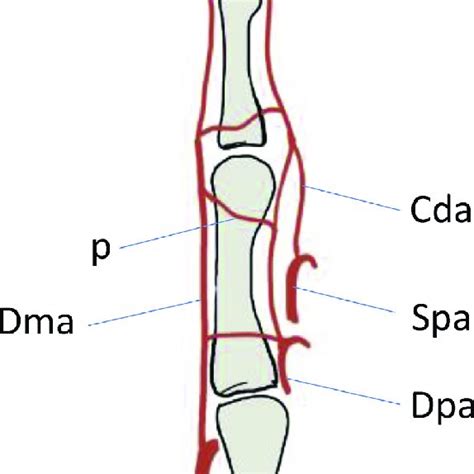 Dorsal Arterial System Of The Hand Dma Dorsal Metacarpal Arteries