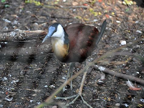 Actophilornis Africana African Jacana In Zoos