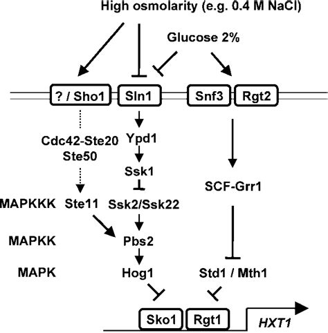 Schematic Diagram Of The Glucose Signaling Pathway And Hog Pathways Download Scientific Diagram