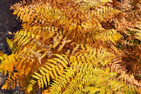 Premium Photo Natural Background With Fern Leaves Autumn Fern Leaves