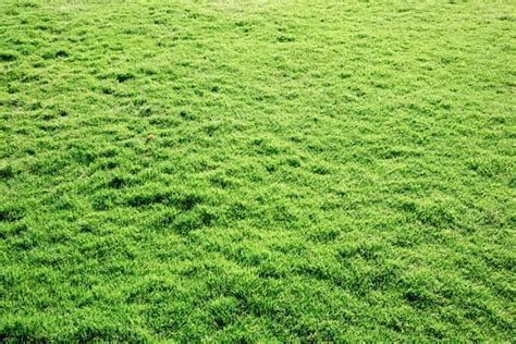 Grass Texture From Field Stock Photo Pakhnyushchyy 80175990