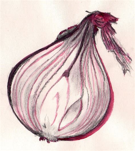 Onion Drawings