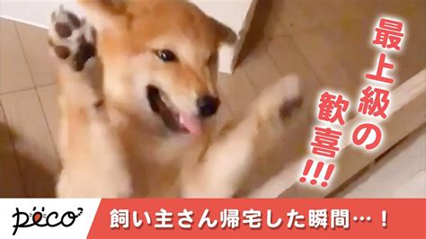 飼い主さんを「お出迎え」するワンコたち【peco】 Youtube