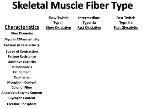 skeletal muscle fiber type diagram diagram quizlet