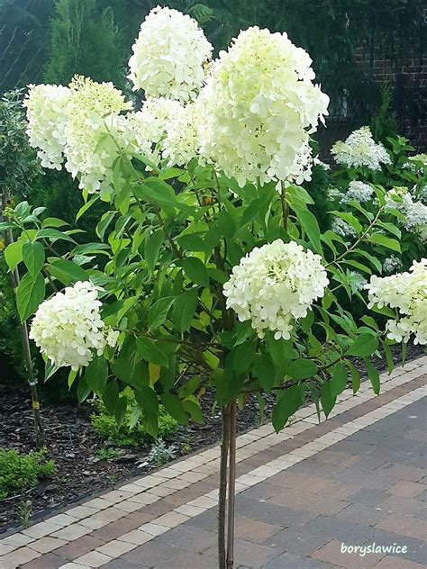 Hortensja Bukietowa Bia A Pe Na Na Pniu Hydrangea Szk Ka Borys Awice