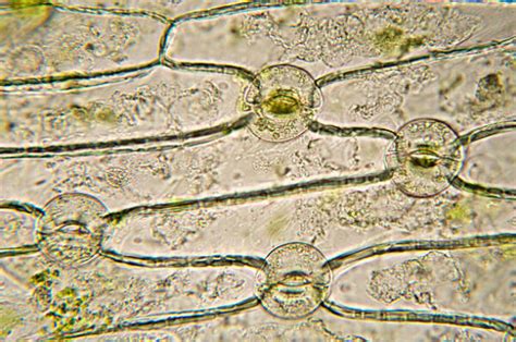 Stomata Function All You Need To Know Al Ardh Alkhadra