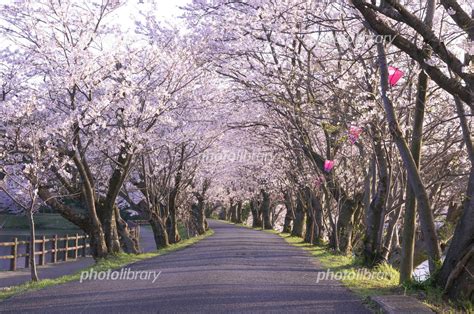 サクラのトンネル 写真素材 793740 フォトライブラリー Photolibrary