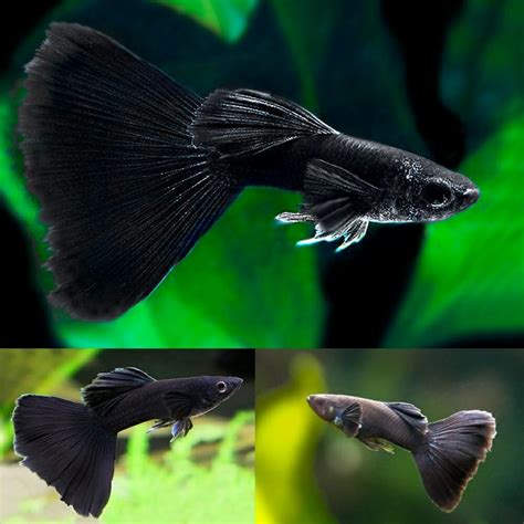 Guppies Male Full Black Guppy Cm Aquarium Central