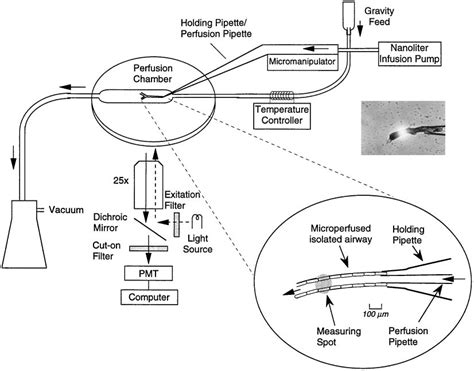 Schematic Of The Airway Microperfusion Instrumentation The