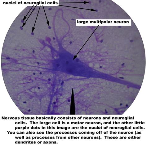 Neuron Histology Slides