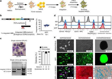 Genome-editing procedures and gene integration at HBB preserved ex vivo ...