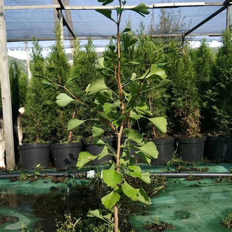 Купить саженцы Гинкго двулопастный, Ginkgo biloba, 90 см от питомника ...