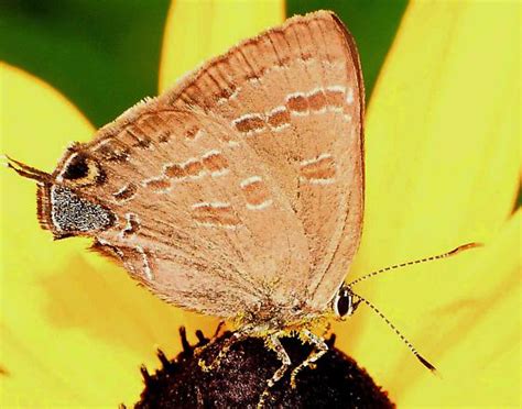 Satyrium Caryaevorus Hickory Hairstreak Satyrium Caryaevorus