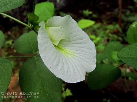 Sri Ganesha Ganesha S Favourite Flowers Conch Flower White