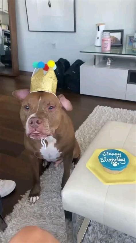 Happy Birthday Pitbull An Immersive Guide By Dogs Lovers