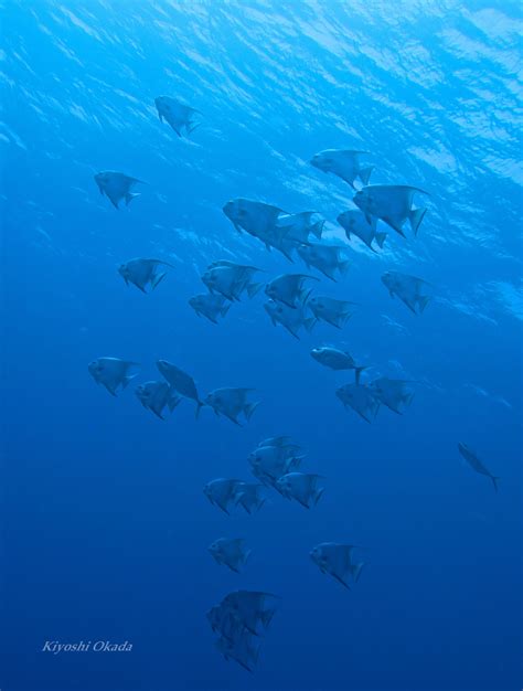 A school of spadefish Underwater Life, Mountains, Natural Landmarks ...