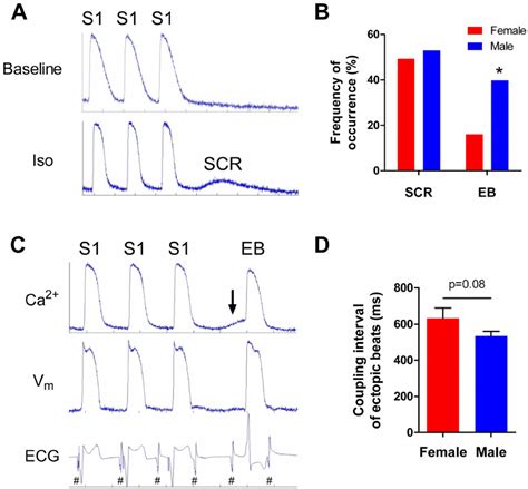 Iso Induced Scr And Ectopic Activity A Representative Cats From A Download Scientific Diagram