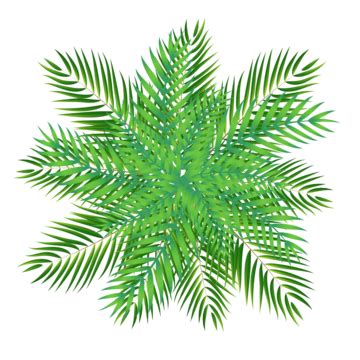 Palm Tree Top View Free Transparent Vector, Palm Tree Top View, Tropical Palm Tree Leaves With ...