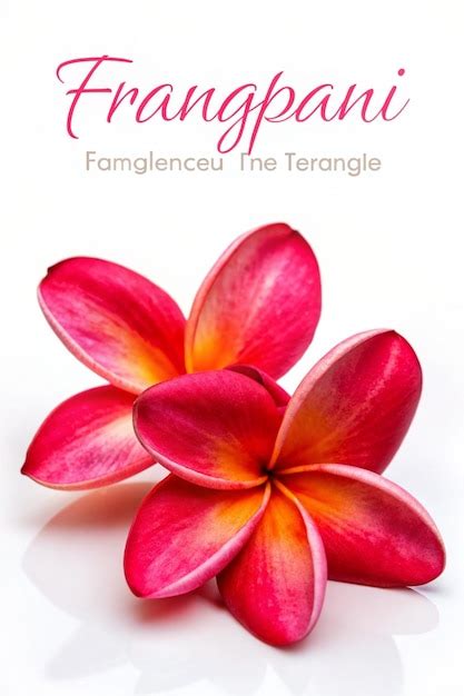 Ejemplo De Texto De La Flor De Frangipani Roja Aislado Sobre Un Fondo