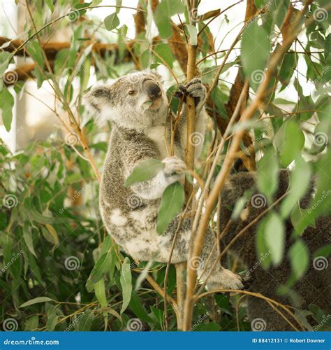 koala on the tree 1