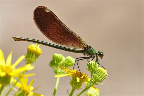 1920x1080 Wallpaper Green And Brown Grasshopper Peakpx