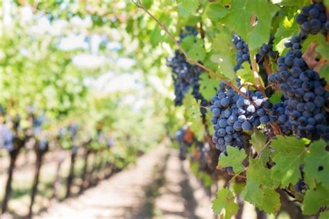 Wine Growing In The Riverland Kemgro Crop Solutions