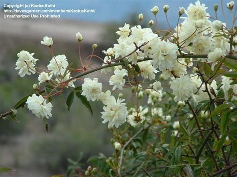 PlantFiles Pictures: Lady Banks White Rose, Evergreen Multiflora, White Lady Banks' Rose, Rosier ...