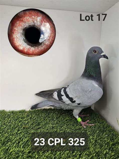 LOT 17 ZA 23 CPL ZA 325 H ENTERED BY HOT ROD RACING 8TH RACE 5 17TH ACE BIRD STUDY