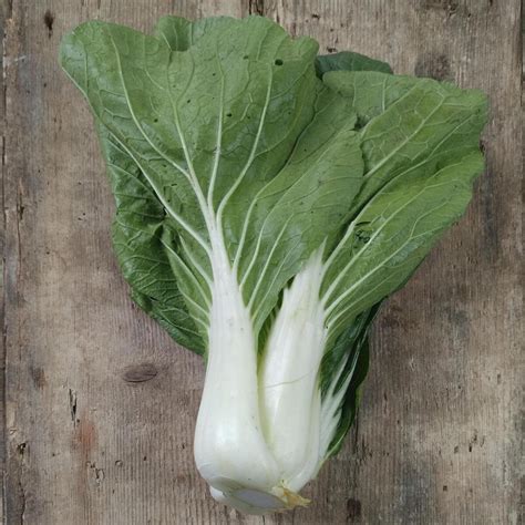 Pak Choi Tai Sai Brassica Rapa Subsp Chinensis Bio Saatgut