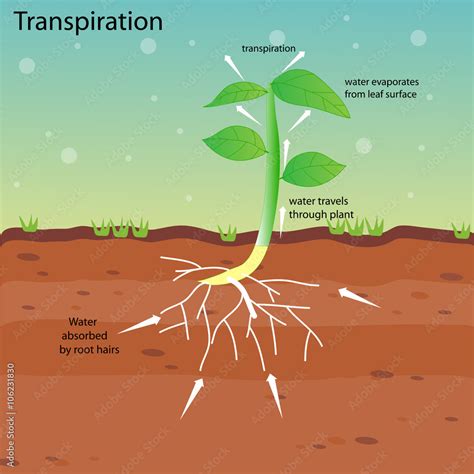 transpiration Stock Vector | Adobe Stock