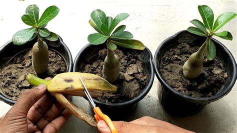 Easy And Free Fertilizer For Any Plant Banana Peel Fertilizer