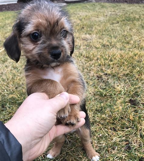 Yorkiepoo Puppies For Sale Seattle Wa Petzlover