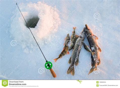 Boa Captura Close Up Vara De Pesca E Peixes Perto Do Gelo Furo No Rio