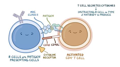 B Cell Activation And Differentiation Osmosis