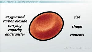 Red Blood Cells | Functions, Anatomy & Facts - Lesson | Study.com