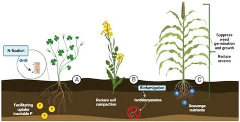 Agriculture Free Full Text Cover Crops For Sustainable Cropping Systems A Review