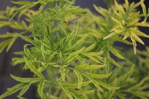 Sambucus Nigra Golden Tower Vlier C Welkom Bij Palmhunters